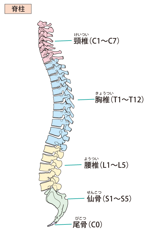 自律神経と背骨 - 腰痛・頭痛などは栃木市の整体 調和整体院 空～くう～